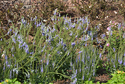 Blue Skywalker Speedwell (Veronica 'Blue Skywalker') at Make It Green Garden Centre