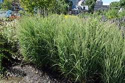 Prairie Winds Apache Rose Switch Grass (Panicum virgatum 'Apache Rose') at Make It Green Garden Centre