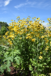 Herbstsonne Coneflower (Rudbeckia 'Herbstsonne') at Make It Green Garden Centre