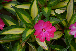 SunPatiens Compact Tropical Rose New Guinea Impatiens (Impatiens 'SunPatiens Compact Tropical Rose') at Make It Green Garden Centre