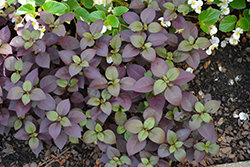 Purple Prince Alternanthera (Alternanthera brasiliana 'Purple Prince') at Make It Green Garden Centre