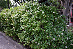 Chinese Abelia (Abelia chinensis) at Lurvey Garden Center