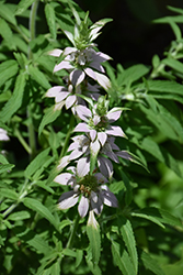 Spotted Beebalm (Monarda punctata) at Make It Green Garden Centre