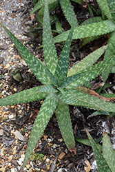 Soap Aloe (Aloe maculata) at Make It Green Garden Centre