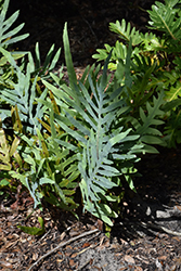 Blue Star Fern (Phlebodium aureum) at Make It Green Garden Centre