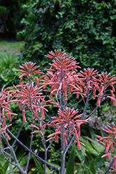 Soap Aloe (Aloe maculata) at Make It Green Garden Centre