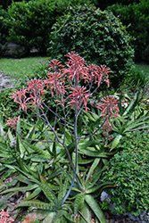 Soap Aloe (Aloe maculata) at Make It Green Garden Centre