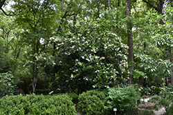 Common Privet (Ligustrum vulgare) at Make It Green Garden Centre