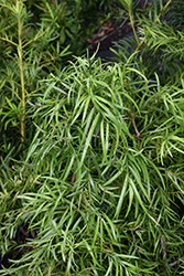 African Fern Pine (Afrocarpus gracilior) at Make It Green Garden Centre