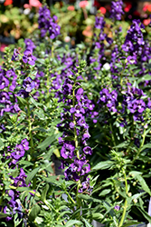 Angelface Super Blue Angelonia (Angelonia angustifolia 'Angelface Super Blue') at Make It Green Garden Centre