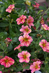 Superbells Tropical Sunrise Calibrachoa (Calibrachoa 'INCALTRSUN') at Make It Green Garden Centre