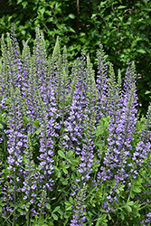 Blue Towers False Indigo (Baptisia 'Blue Towers') at Lurvey Garden Center