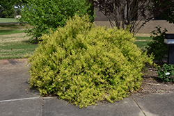 Ogon Spirea (Spiraea thunbergii 'Ogon') at Make It Green Garden Centre