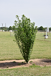 White Pillar Rose of Sharon (Hibiscus syriacus 'Gandini van Aart') at Make It Green Garden Centre