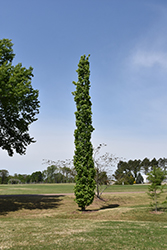 Slender Silhouette Sweet Gum (Liquidambar styraciflua 'Slender Silhouette') at Make It Green Garden Centre