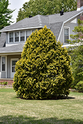 Yellow Ribbon Arborvitae (Thuja occidentalis 'Yellow Ribbon') at Make It Green Garden Centre