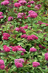 Double Play Doozie Spirea (Spiraea 'NCSX2') at Make It Green Garden Centre