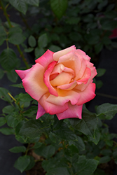 Chicago Peace Rose (Rosa 'Chicago Peace') at Lurvey Garden Center
