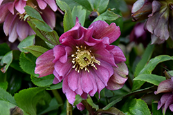 Maid Of Honor Hellebore (Helleborus 'Maid Of Honor') at Make It Green Garden Centre