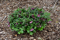 Maid Of Honor Hellebore (Helleborus 'Maid Of Honor') at Make It Green Garden Centre