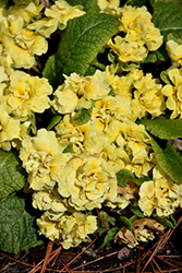 BELARINA Buttercup Primrose (Primula vulgaris 'Kerbelbut') at Make It Green Garden Centre