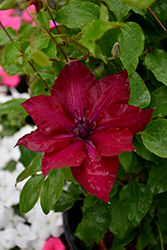 Boulevard Nubia Clematis (Clematis 'Evipo079') at Make It Green Garden Centre