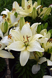 Lily Looks Tiny Crystal Lily (Lilium 'Tiny Crystal') at Make It Green Garden Centre