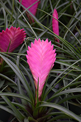 Pink Quill (Tillandsia cyanea) at Make It Green Garden Centre