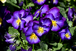 Halo Violet Pansy (Viola cornuta 'Halo Violet') at Make It Green Garden Centre