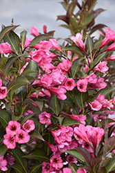 Wine and Roses Weigela (Weigela florida 'Alexandra') at Make It Green Garden Centre