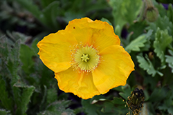 Spring Fever Yellow Poppy (Papaver nudicaule 'Spring Fever Yellow') at Make It Green Garden Centre