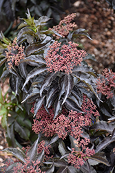 Black Tower Elder (Sambucus nigra 'Eiffel01') at Make It Green Garden Centre