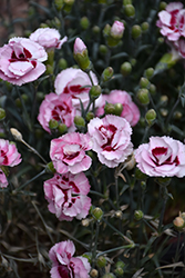 Scent First Raspberry Surprise Pinks (Dianthus 'Devon Yolande') at Make It Green Garden Centre