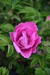 Foxi Pavement Rose (Rosa 'Foxi Pavement') at Make It Green Garden Centre
