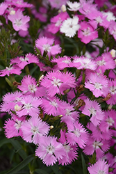 First Love Pinks (Dianthus 'First Love') at Make It Green Garden Centre