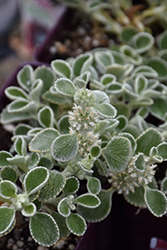 Silver Edged Horehound (Marrubium rotundifolium) at Make It Green Garden Centre