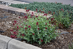 Red Valerian (Centranthus ruber) at Make It Green Garden Centre
