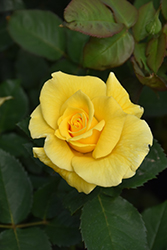 Midas Touch Rose (Rosa 'Midas Touch') at Make It Green Garden Centre