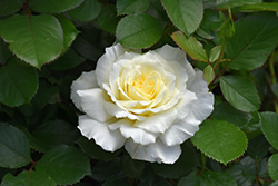 White Licorice Rose (Rosa 'White Licorice') at Make It Green Garden Centre