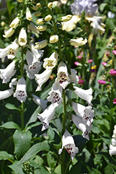 Dalmatian White Foxglove (Digitalis purpurea 'Dalmatian White') at Make It Green Garden Centre