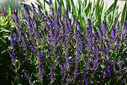 Violet Riot Sage (Salvia nemorosa 'Violet Riot') at Make It Green Garden Centre