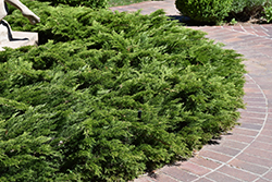 Calgary Carpet Juniper (Juniperus sabina 'Calgary Carpet') at Make It Green Garden Centre