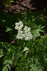 Sweet Cicely (Myrrhis odorata) at Make It Green Garden Centre