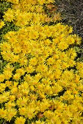 Yellow Ice Plant (Delosperma nubigenum) at Make It Green Garden Centre