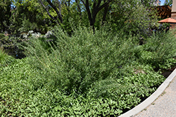 Coyote Willow (Salix exigua) at Make It Green Garden Centre