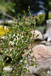 American Dwarf Birch (Betula glandulosa) at Make It Green Garden Centre