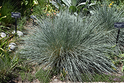 Saphirsprudel Blue Oat Grass (Helictotrichon sempervirens 'Saphirsprudel') at Make It Green Garden Centre