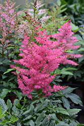 Younique Cerise Astilbe (Astilbe 'Verscerise') at Make It Green Garden Centre