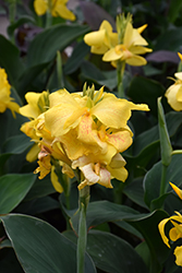 Tropical Yellow Canna (Canna 'Tropical Yellow') at Make It Green Garden Centre
