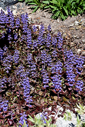 Mahogany Bugleweed (Ajuga reptans 'Mahogany') at Lurvey Garden Center